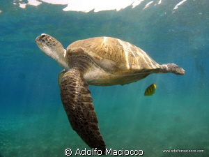 Swimming green turtle by Adolfo Maciocco 